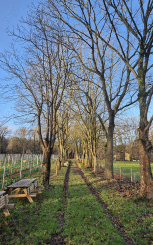Tuin Le Berceau